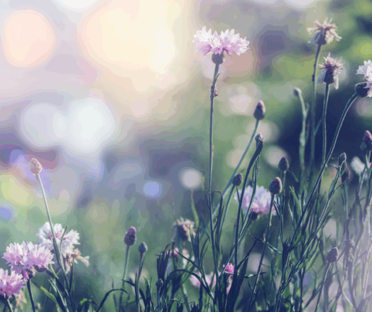 Rosa blommor vajar i vinden på en äng med oskarp bakgrund.